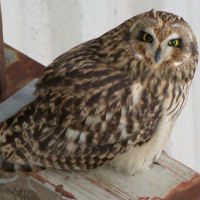 Short-eared Owls on offshore platform