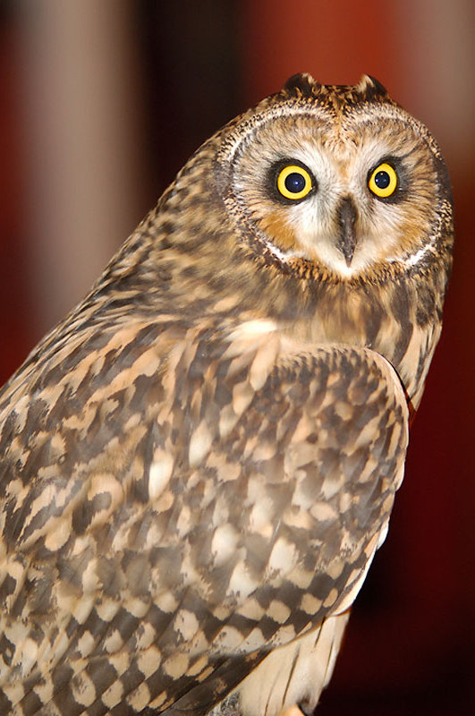 Short-eared Owl