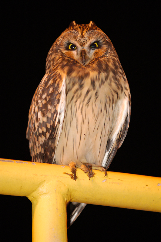 Short-eared Owl