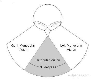 Binocular vision in Owls - field of view
