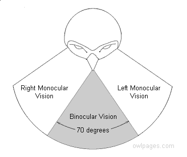 Khám phá acuteness of vision Trải nghiệm tuyệt vời trong cuộc sống