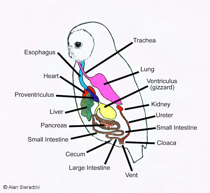 Owl digestive system