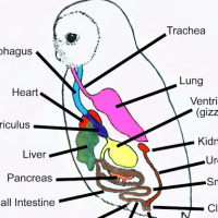 Digestion in Owls