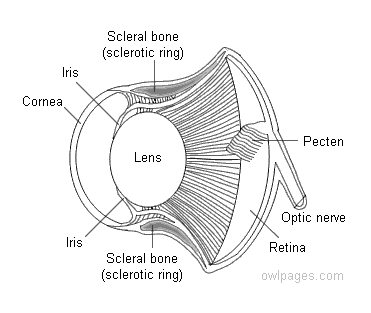 Cross-section of an Owl's Eye