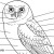 General Owl Physiology