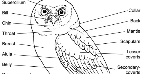 Owl Articles: Owl Physiology - The Owl Pages