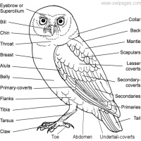General Owl Physiology