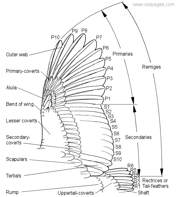 owl wing