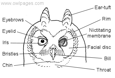 owl face
