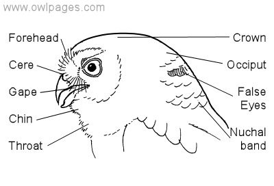 General Owl Physiology - The Owl Pages