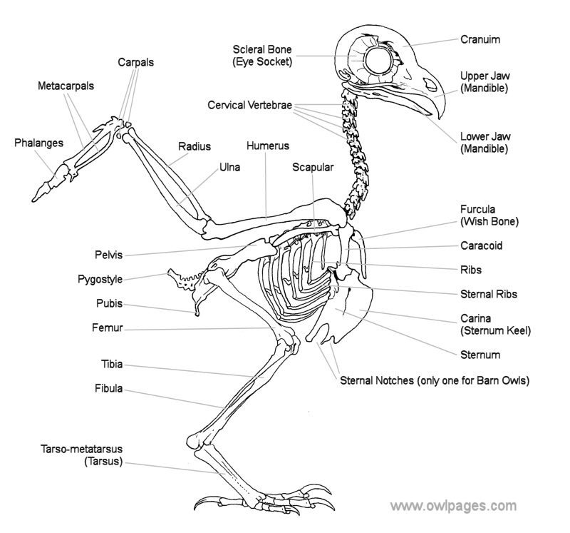 Picture of Tawny Owl Skeleton