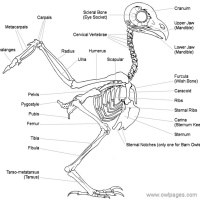 Owl Skeletal System