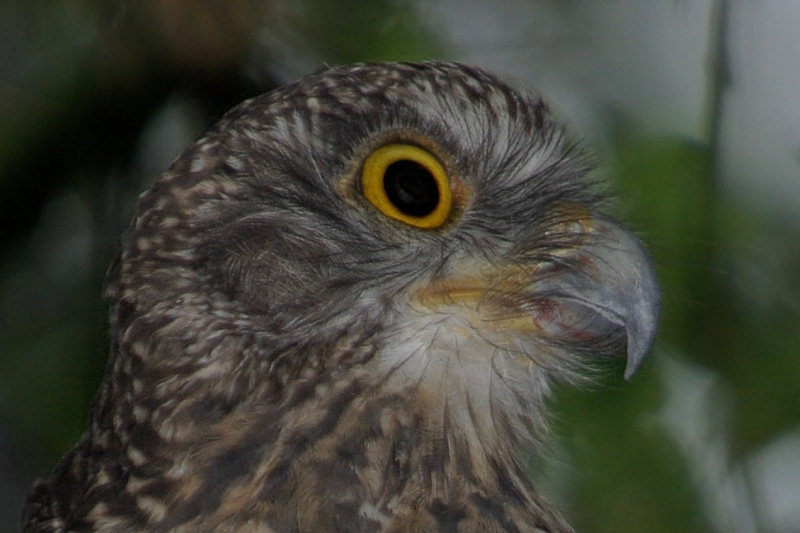 Powerful Owl beak