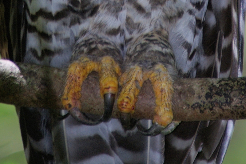 Powerful Owl talons