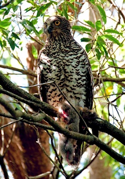 Powerful Owl