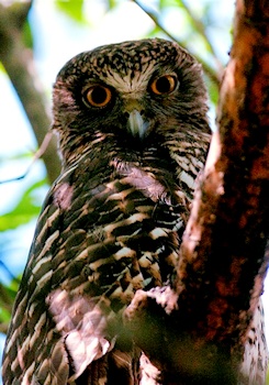 Powerful Owl