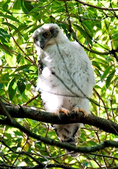 Powerful Owl