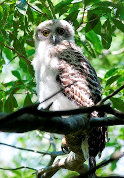 Powerful Owl