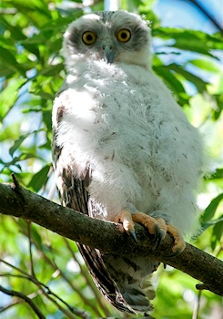 Powerful Owl