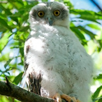 Powerful Owl Photos