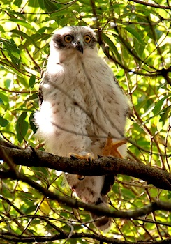 Powerful Owl