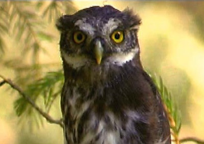 Pygmy Owl