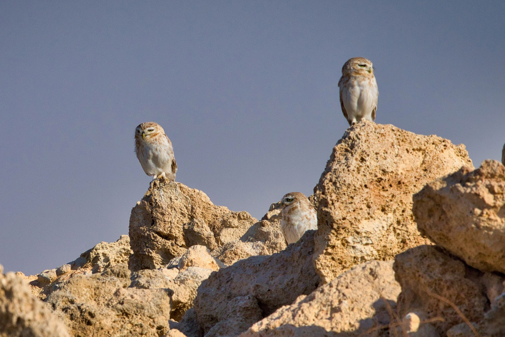 Little Owls