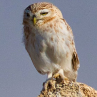 Qatar's Little Owls: A Pleasant Morning Surprise