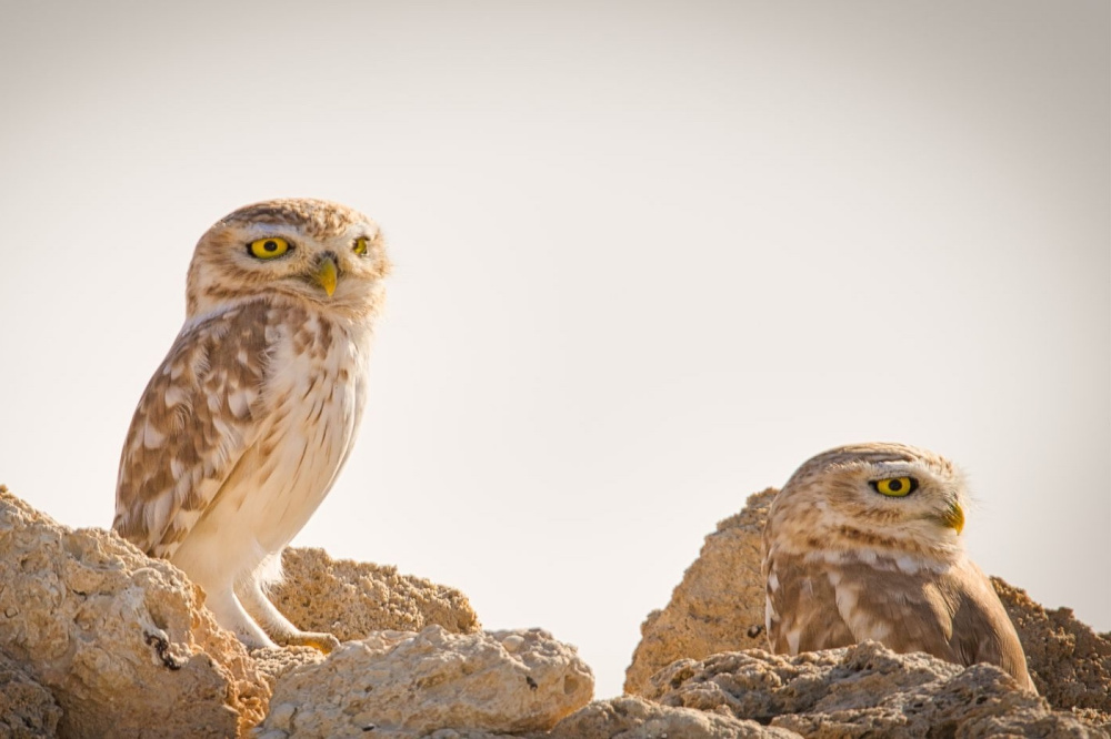 Little Owls