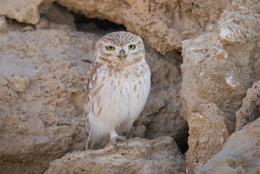 Little Owls