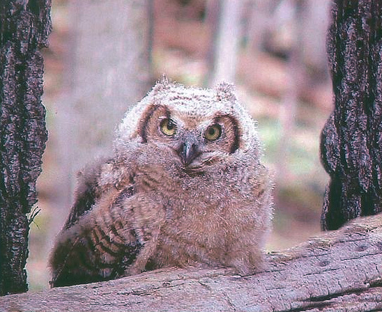 Baby Great Horned Owl