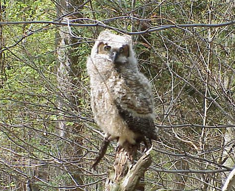 baby Great Horned Owl