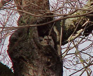 baby Great Horned Owls at nest