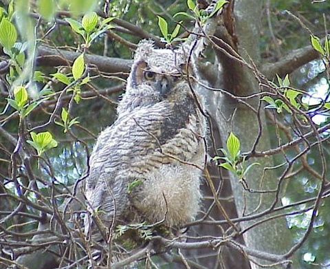 baby Great Horned Owl