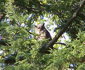 Great Horned Owl