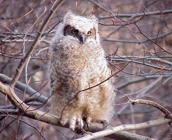 baby Great Horned Owl