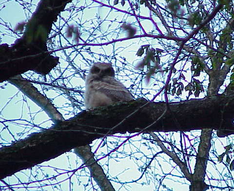 baby Great Horned Owl