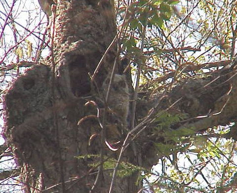 baby Great Horned Owl