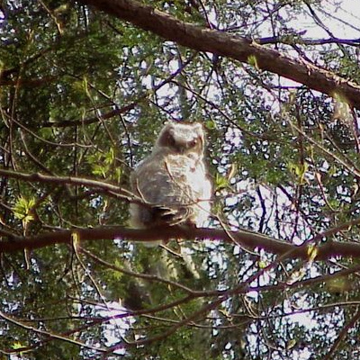 baby Great Horned Owl