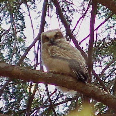 baby Great Horned Owl