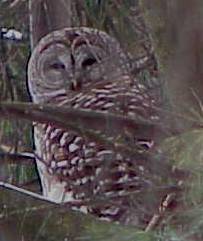 Barred Owl