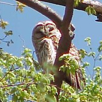 Freddy's Barred Owl