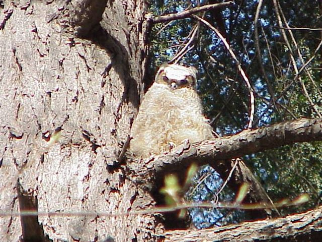 baby Great Horned Owl