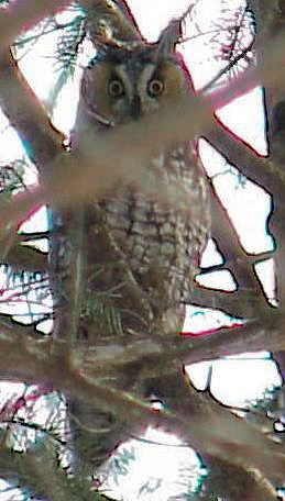 Long-eared Owl