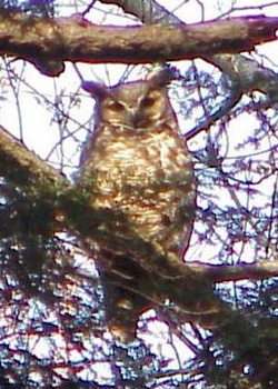 Great Horned Owl