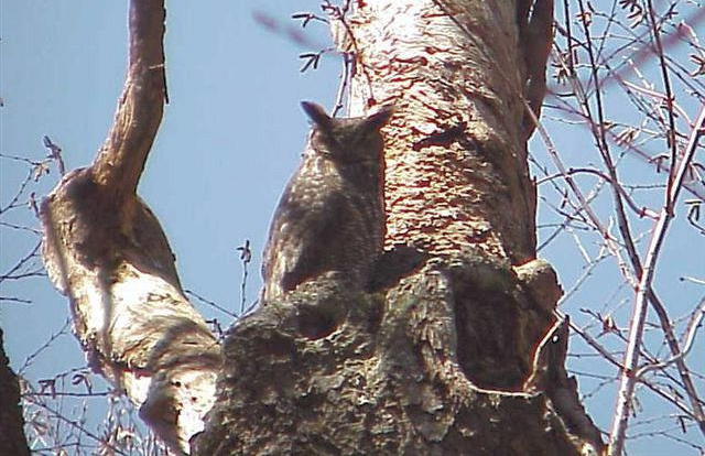 Great Horned Owl