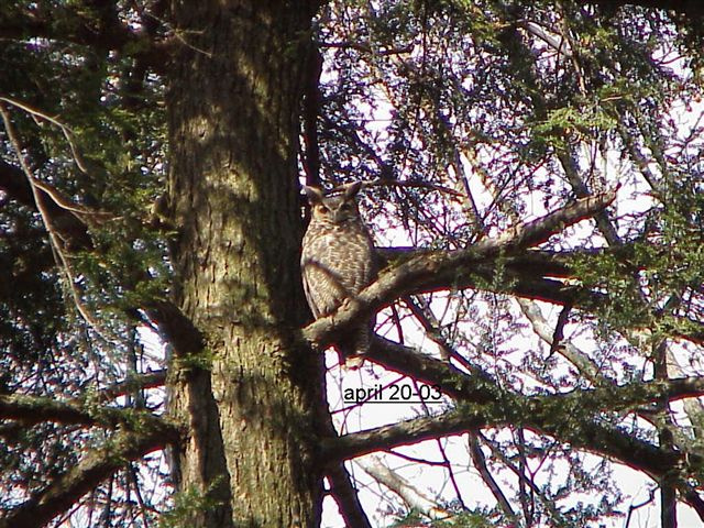 Great Horned Owl