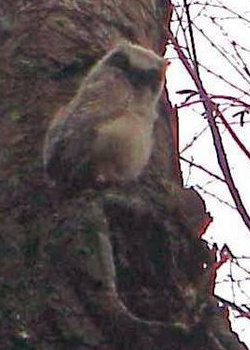 Great Horned Owl