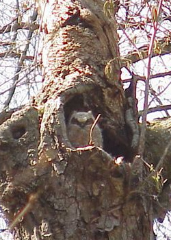 Great Horned Owl