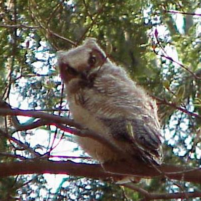 baby Great Horned Owl